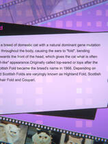 A0937 - 猫姑娘喵喵岛3 Miss Neko 3 Build.10093506+DLC 免安装STEAM中文版[819MB]